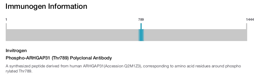 Phospho-ARHGAP31 (Thr789) Polyclonal Antibody