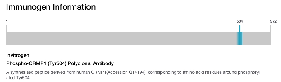 Phospho-CRMP1 (Tyr504) Polyclonal Antibody