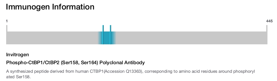 Phospho-CtBP1/CtBP2 (Ser158, Ser164) Polyclonal Antibody