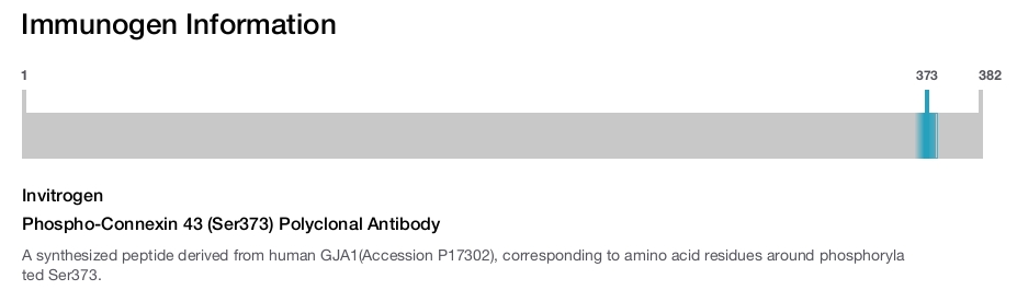 Phospho-Connexin 43 (Ser373) Polyclonal Antibody