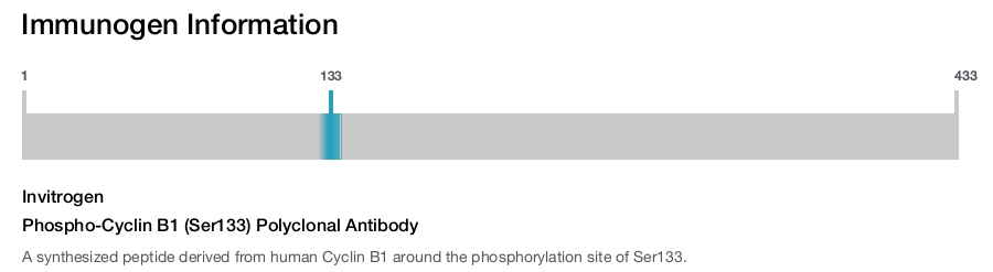 Phospho-Cyclin B1 (Ser133) Polyclonal Antibody