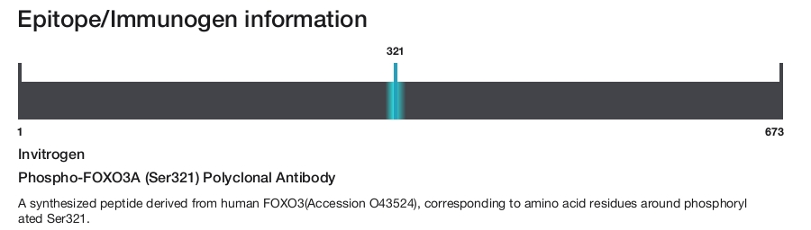 Phospho-FOXO3A (Ser321) Polyclonal Antibody