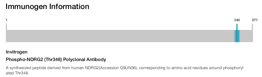Phospho-NDRG2 (Thr348) Polyclonal Antibody