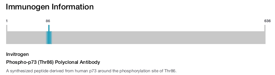 Phospho-p73 (Thr86) Polyclonal Antibody