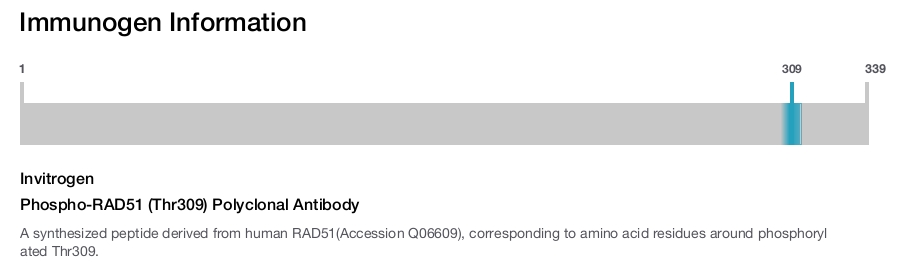 Phospho-RAD51 (Thr309) Polyclonal Antibody