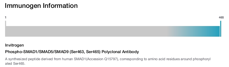 Phospho-SMAD1/SMAD5/SMAD9 (Ser463, Ser465) Polyclonal Antibody
