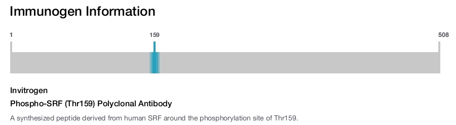Phospho-SRF (Thr159) Polyclonal Antibody