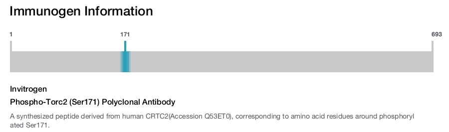 Phospho-Torc2 (Ser171) Polyclonal Antibody