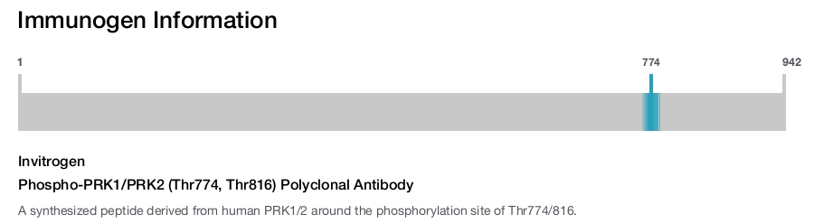 Phospho-PRK1/PRK2 (Thr774, Thr816) Polyclonal Antibody