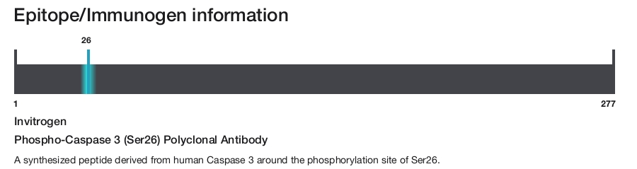 Phospho-Caspase 3 (Ser26) Polyclonal Antibody