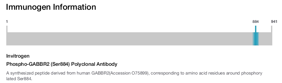 Phospho-GABBR2 (Ser884) Polyclonal Antibody