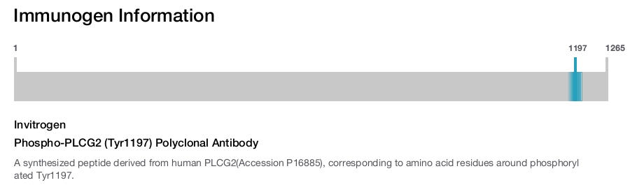 Phospho-PLCG2 (Tyr1197) Polyclonal Antibody