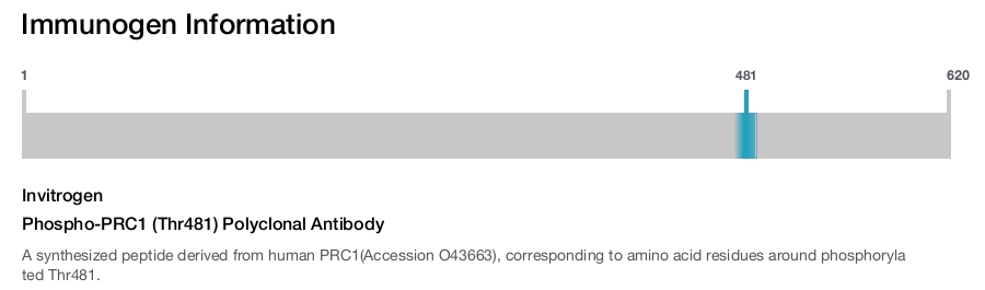 Phospho-PRC1 (Thr481) Polyclonal Antibody