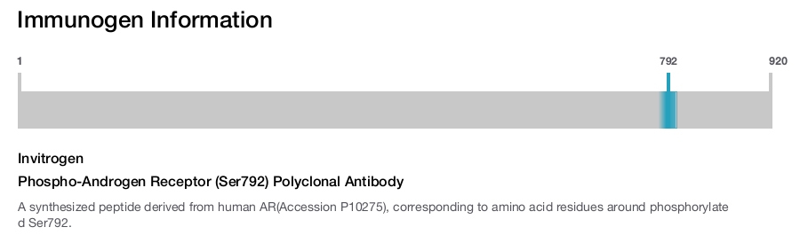 Phospho-Androgen Receptor (Ser792) Polyclonal Antibody