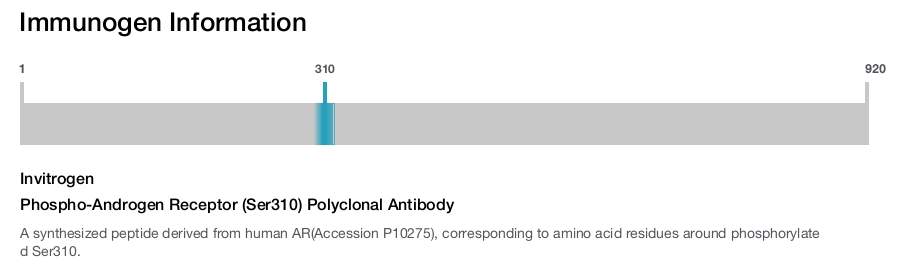 Phospho-Androgen Receptor (Ser310) Polyclonal Antibody