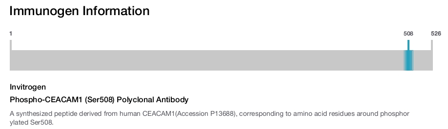 Phospho-CEACAM1 (Ser508) Polyclonal Antibody