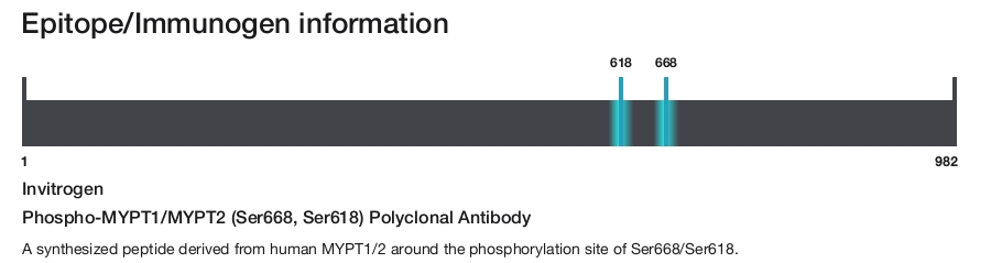 Phospho-MYPT1/MYPT2 (Ser668, Ser618) Polyclonal Antibody