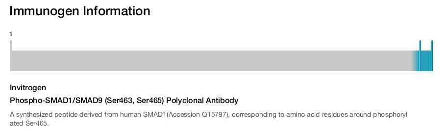 Phospho-SMAD1/SMAD9 (Ser463, Ser465) Polyclonal Antibody