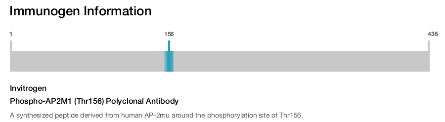 Phospho-AP2M1 (Thr156) Polyclonal Antibody