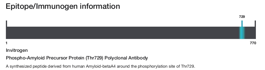 Phospho-Amyloid Precursor Protein (Thr729) Polyclonal Antibody