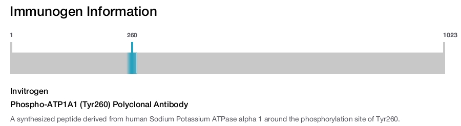 Phospho-ATP1A1 (Tyr260) Polyclonal Antibody