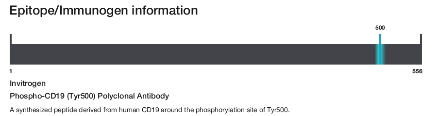 Phospho-CD19 (Tyr500) Polyclonal Antibody