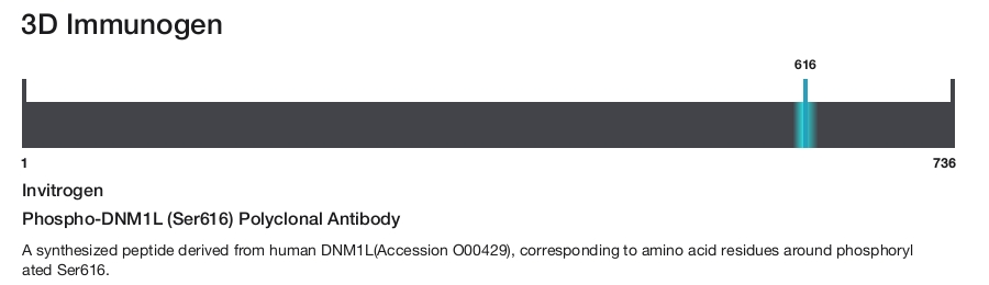 Phospho-DNM1L (Ser616) Polyclonal Antibody