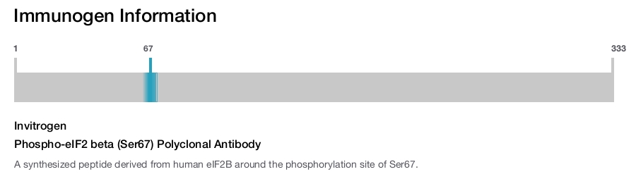 Phospho-eIF2 beta (Ser67) Polyclonal Antibody