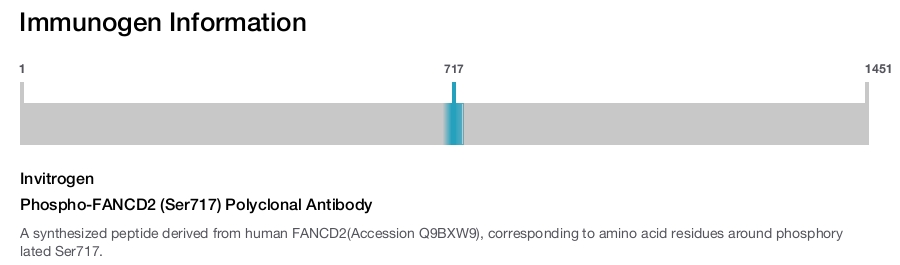 Phospho-FANCD2 (Ser717) Polyclonal Antibody