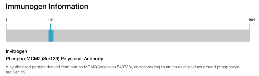 Phospho-MCM2 (Ser139) Polyclonal Antibody