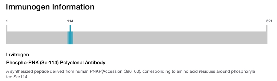 Phospho-PNK (Ser114) Polyclonal Antibody