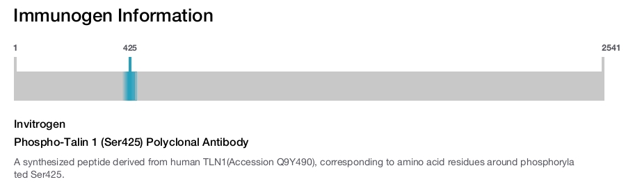 Phospho-Talin 1 (Ser425) Polyclonal Antibody