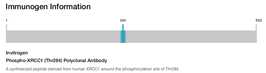 Phospho-XRCC1 (Thr284) Polyclonal Antibody