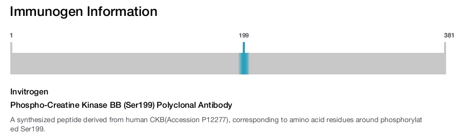 Phospho-Creatine Kinase BB (Ser199) Polyclonal Antibody