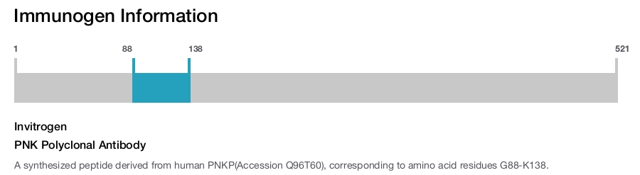 PNK Polyclonal Antibody