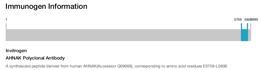 AHNAK Polyclonal Antibody