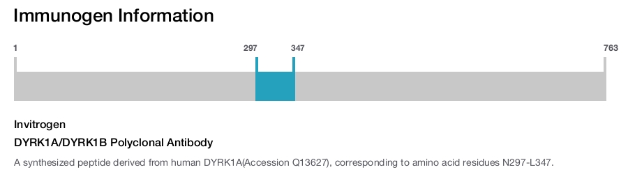 DYRK1A/DYRK1B Polyclonal Antibody