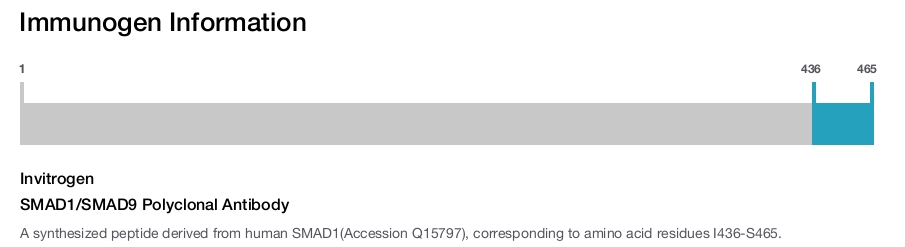 SMAD1/SMAD9 Polyclonal Antibody