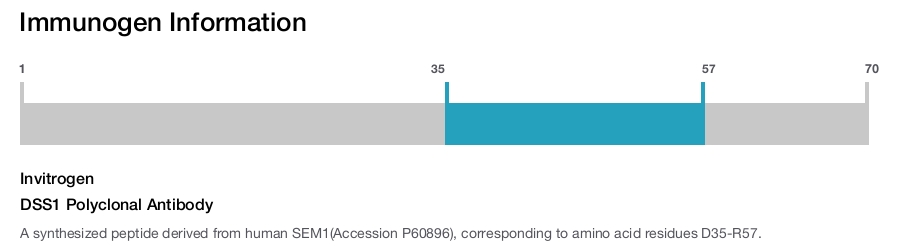 DSS1 Polyclonal Antibody