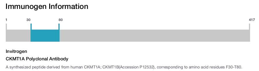 CKMT1A Polyclonal Antibody