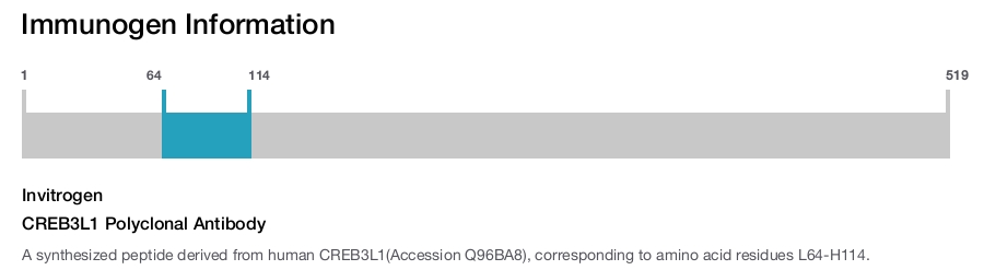 CREB3L1 Polyclonal Antibody