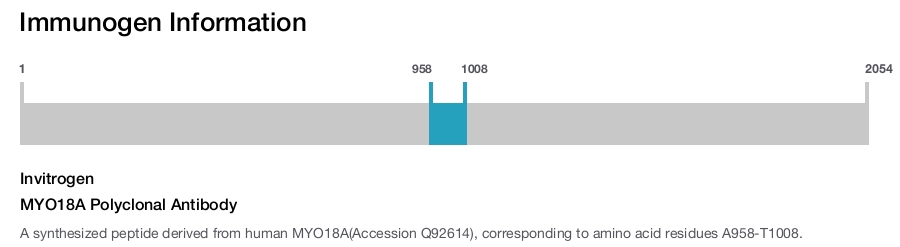 MYO18A Polyclonal Antibody
