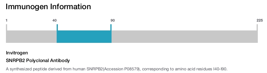 SNRPB2 Polyclonal Antibody