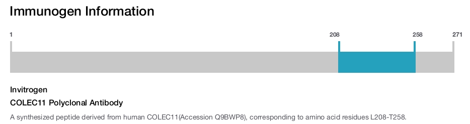COLEC11 Polyclonal Antibody