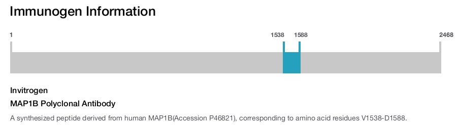 MAP1B Polyclonal Antibody