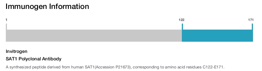 SAT1 Polyclonal Antibody