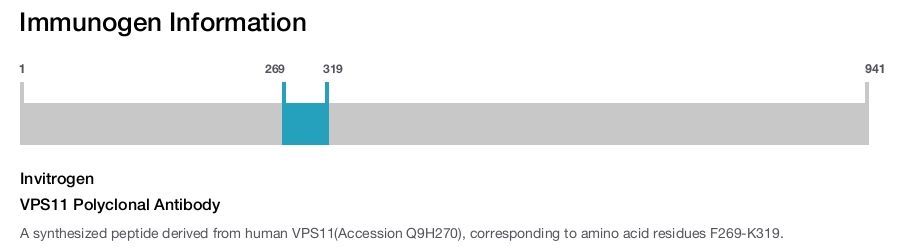 VPS11 Polyclonal Antibody
