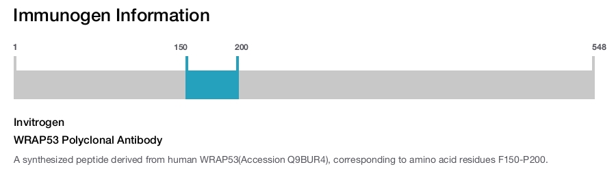 WRAP53 Polyclonal Antibody