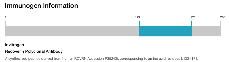 Recoverin Polyclonal Antibody