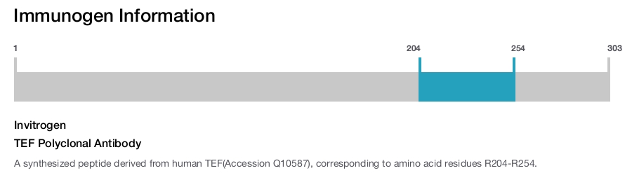 TEF Polyclonal Antibody